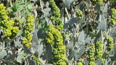 Manochlamys albicans