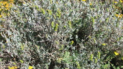 Manochlamys albicans