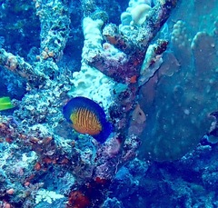 Centropyge bispinosa