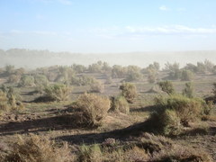 Haloxylon ammodendron