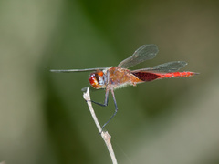 Tramea abdominalis