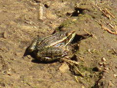 Lithobates berlandieri
