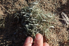 Convolvulus ammannii