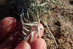 Convolvulus ammannii