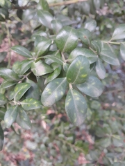 Buxus
