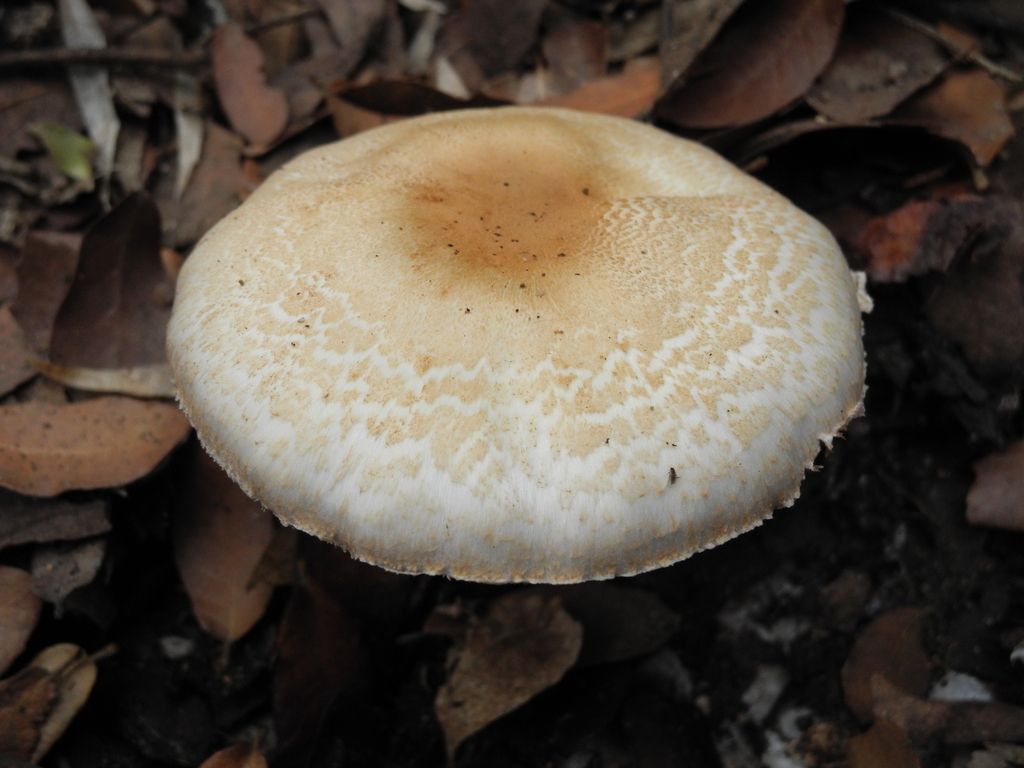Agaricus subg. Flavoagaricus