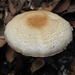 Agaricus Subg. Flavoagaricus - Photo (c) Oscar Johnson, some rights reserved (CC BY-NC-ND), uploaded by Oscar Johnson