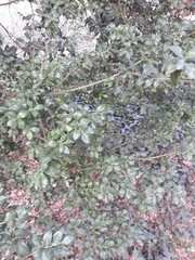 Buxus