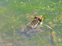 Lithobates berlandieri