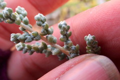 Salsola passerina