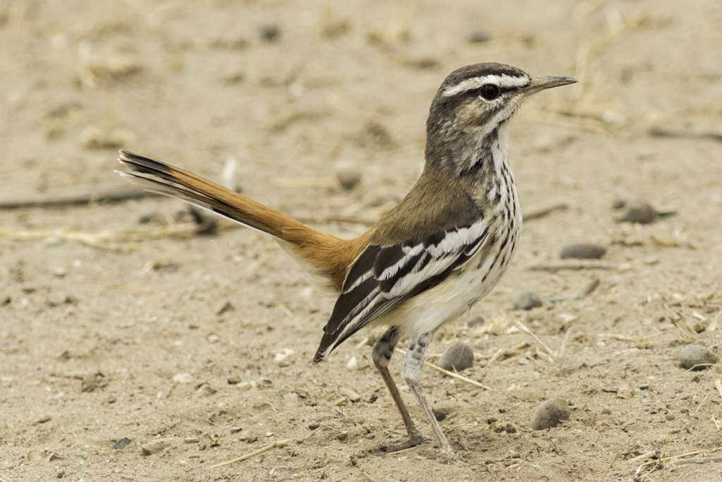 White-browed Scrub-Robin photo