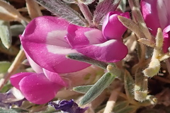 Oxytropis aciphylla