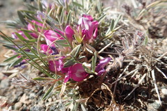 Oxytropis aciphylla