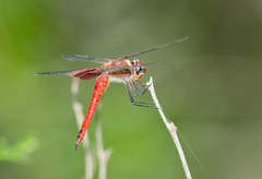 Tramea abdominalis