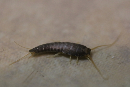 Silverfish