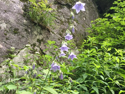Scattered ladybell (Adenophora remotiflora)