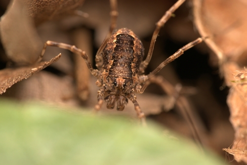 Photo of Spring Harvestman (Rilaena triangularis)
