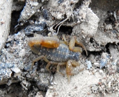 Centruroides baldazoi