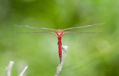 Tramea abdominalis