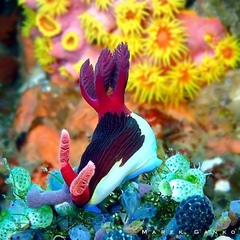 Nembrotha chamberlaini