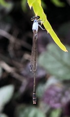 Agriocnemis exsudans