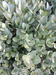 Buxus