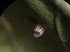 Danaus gilippus