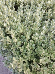 Buxus
