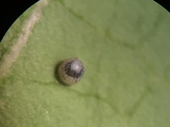 Danaus gilippus