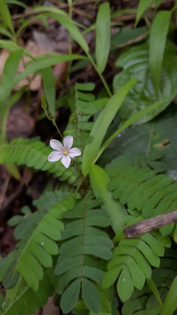 Biophytum fruticosum
