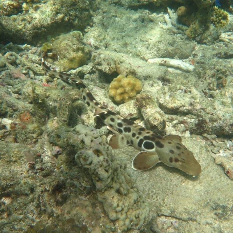 Papuan Epaulette Shark