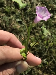 Ipomoea cordatotriloba cordatotriloba