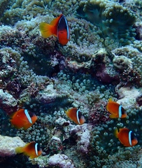 Amphiprion barberi