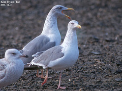 Larus fuscus heuglini