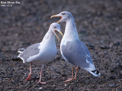 Larus fuscus heuglini