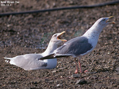 Larus fuscus heuglini
