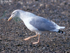 Larus fuscus heuglini