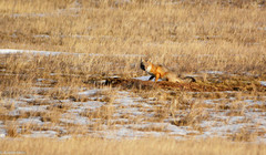 Vulpes velox
