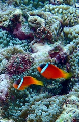 Amphiprion barberi