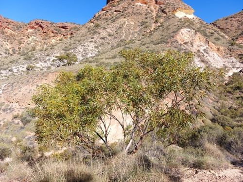 Eucalyptus prominens