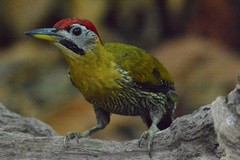 Picus vittatus