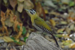 Picus vittatus