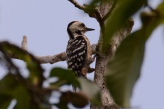 Dendrocopos analis