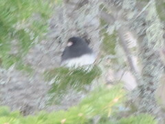 Junco hyemalis image