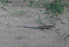 Aspidoscelis guttatus