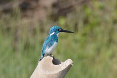 Alcedo coerulescens