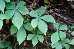 Tetrastigma obtectum glabrum