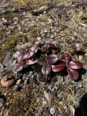 Gaultheria procumbens image