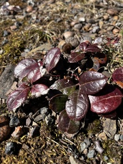 Gaultheria procumbens image