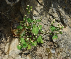 Cineraria platycarpa
